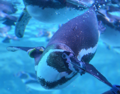ペンギンは可愛いな〜
