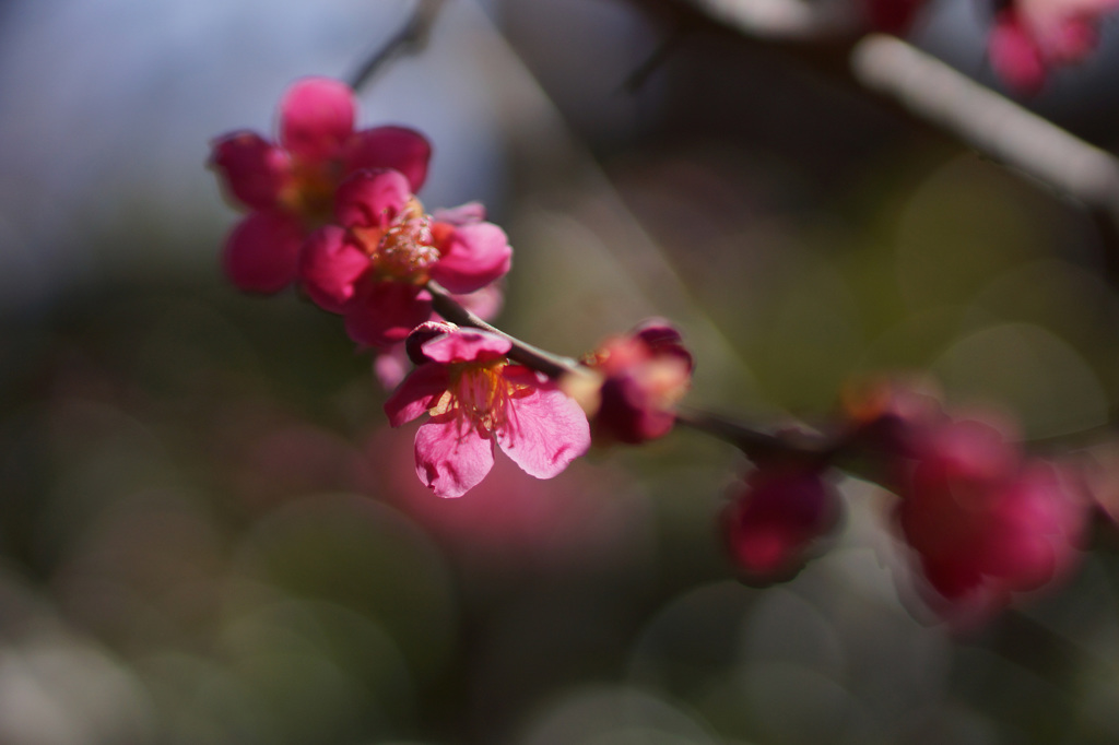 紅梅　-宝戒寺-