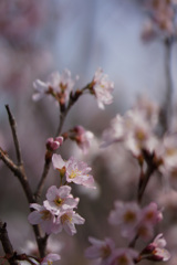 [啓翁桜]