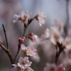 [啓翁桜]