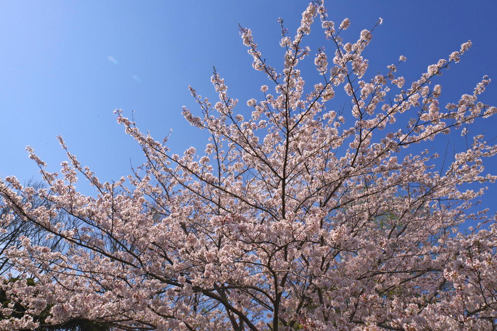 IMGP3109