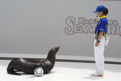 鴨川シーワールドのアシカショー