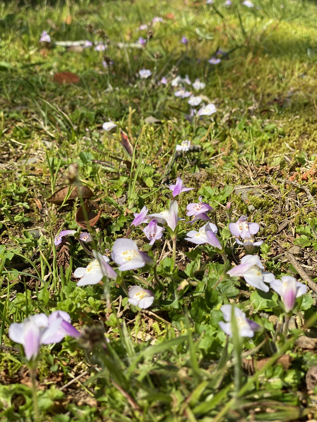 ふと足元を見ると1
