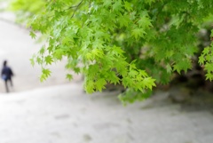 緑
