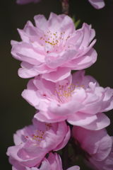 IMGP2855a