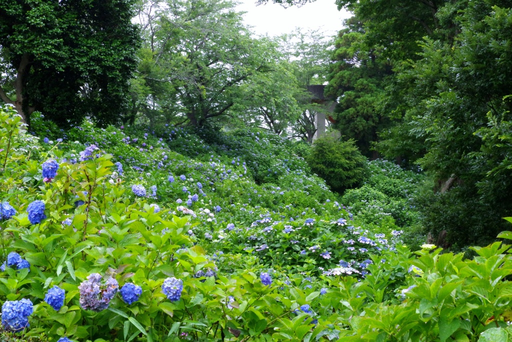 紫陽花