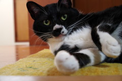 うちのねこ