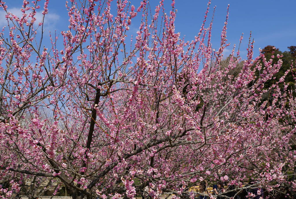 IMGP2698