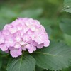 IMG_8116