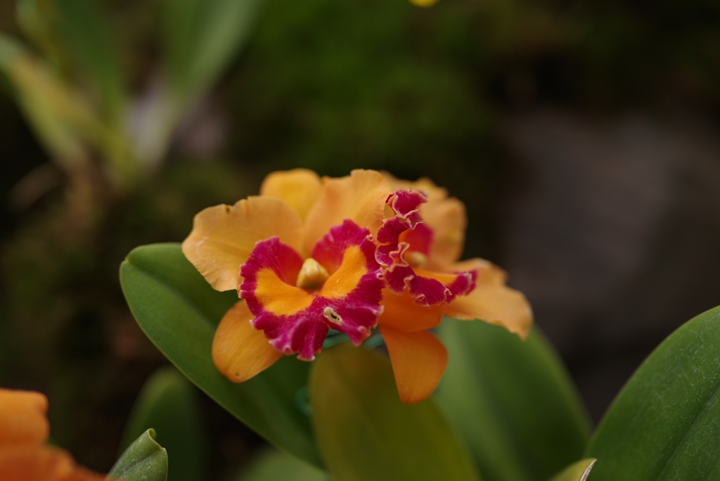 植物園　2018