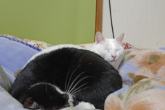 うちのねこ