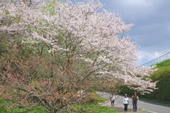 IMGP3123