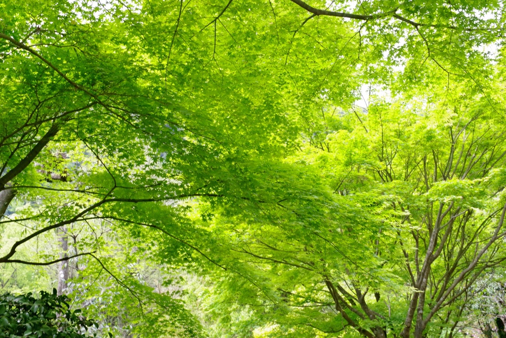 木