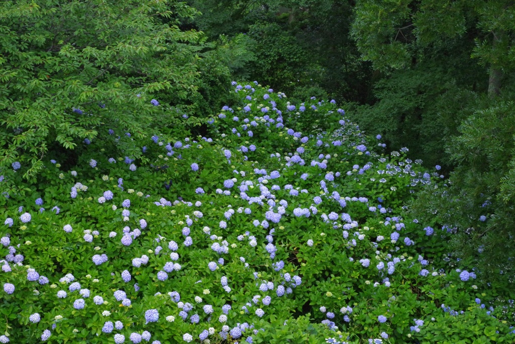 群生紫陽花 蚊が多し