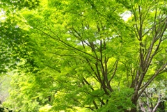 木