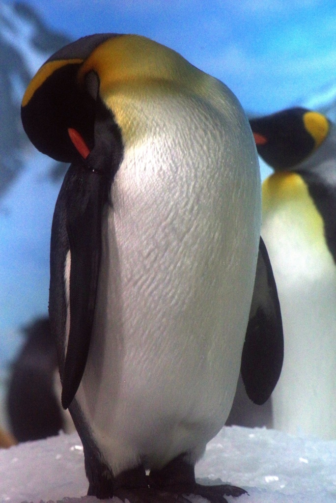 ペンギン1