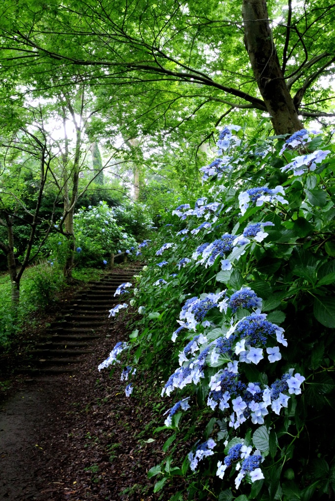 紫陽花