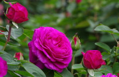 IMGP3554