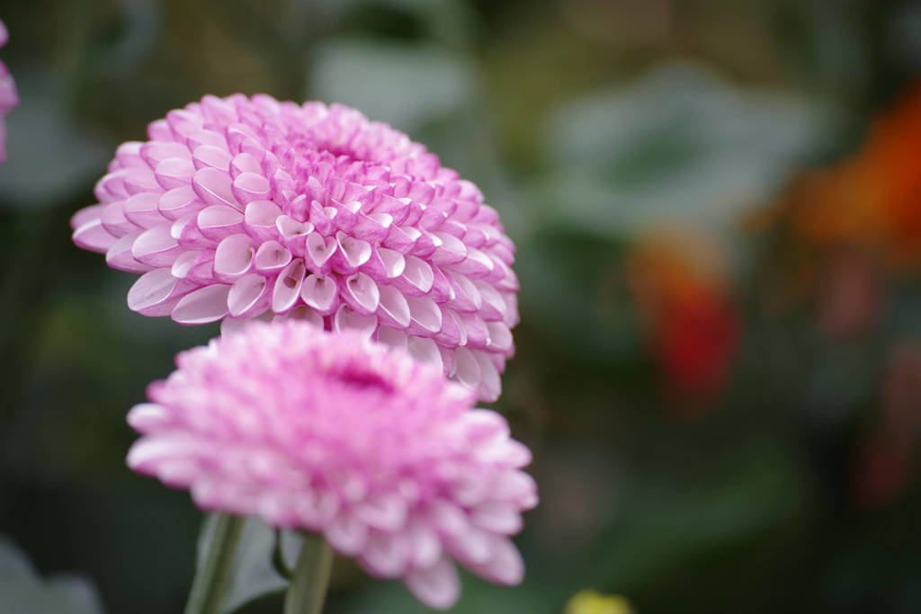 IMGP1068