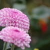 IMGP1068