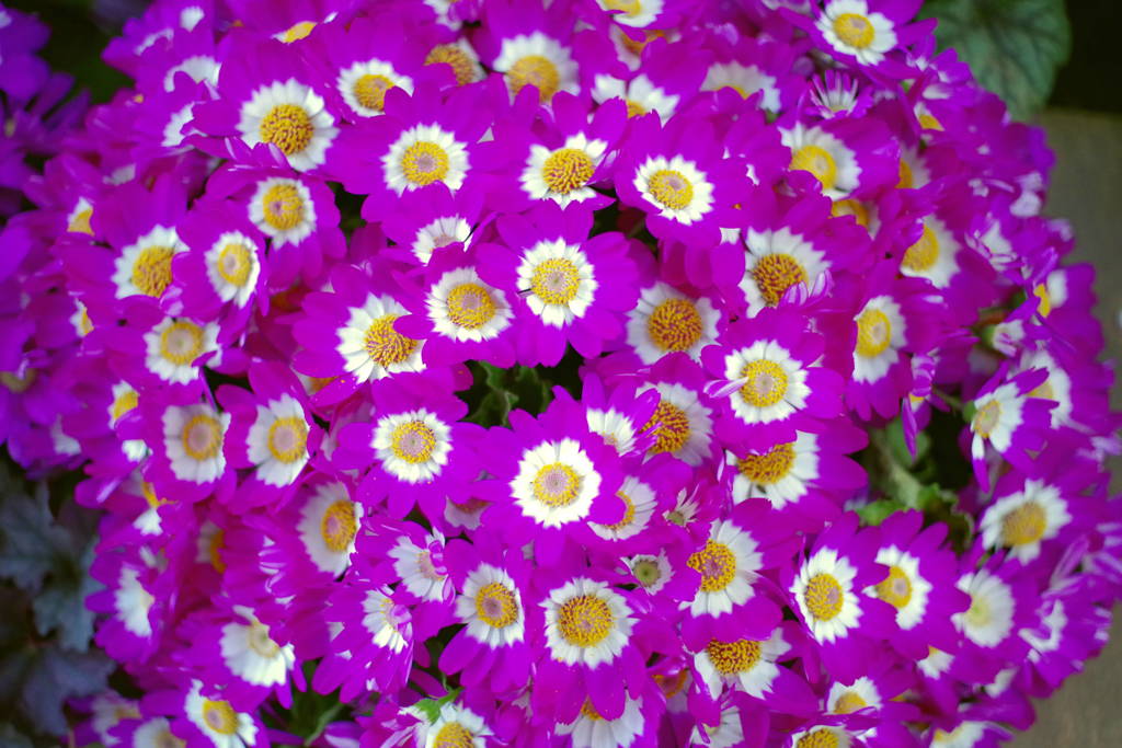 IMGP2769