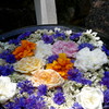 IMGP3645