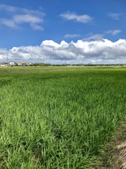 普通の夏空