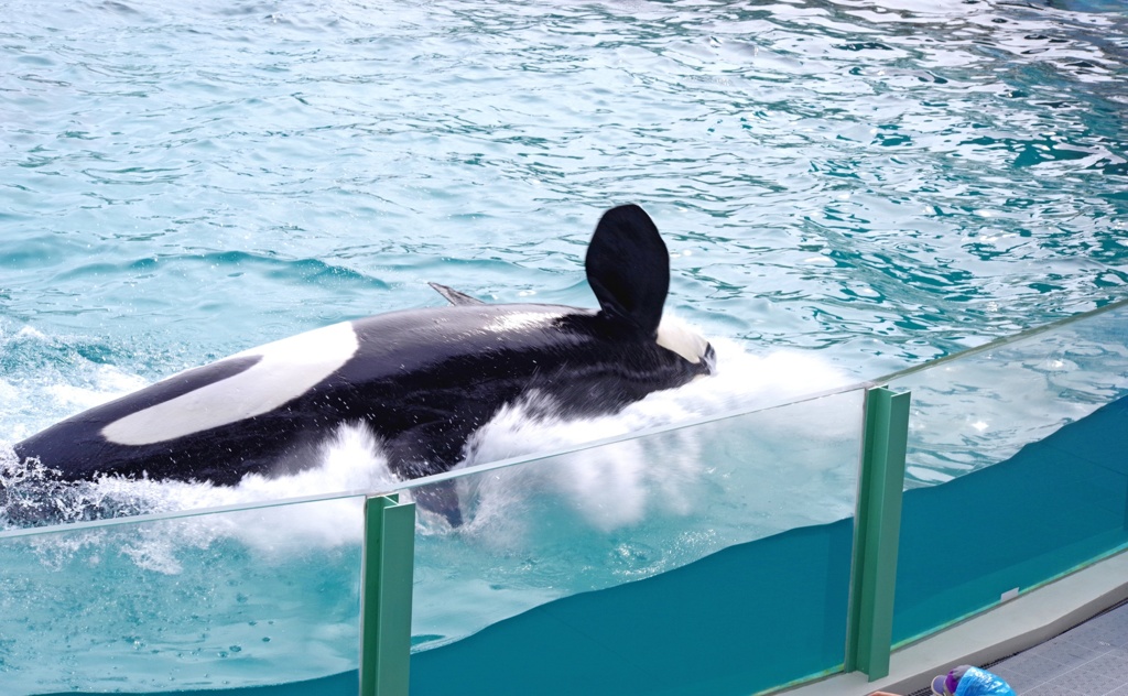 シャチのジャンプからの着水
