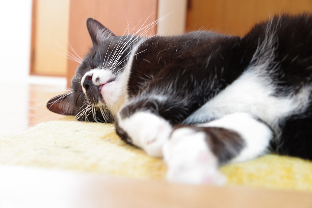 うちのねこ