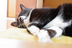 うちのねこ