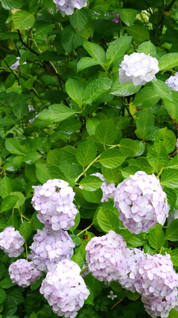 紫陽花