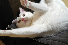 うちのねこ