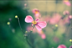 花と蜂