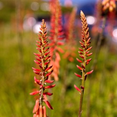 何かの花