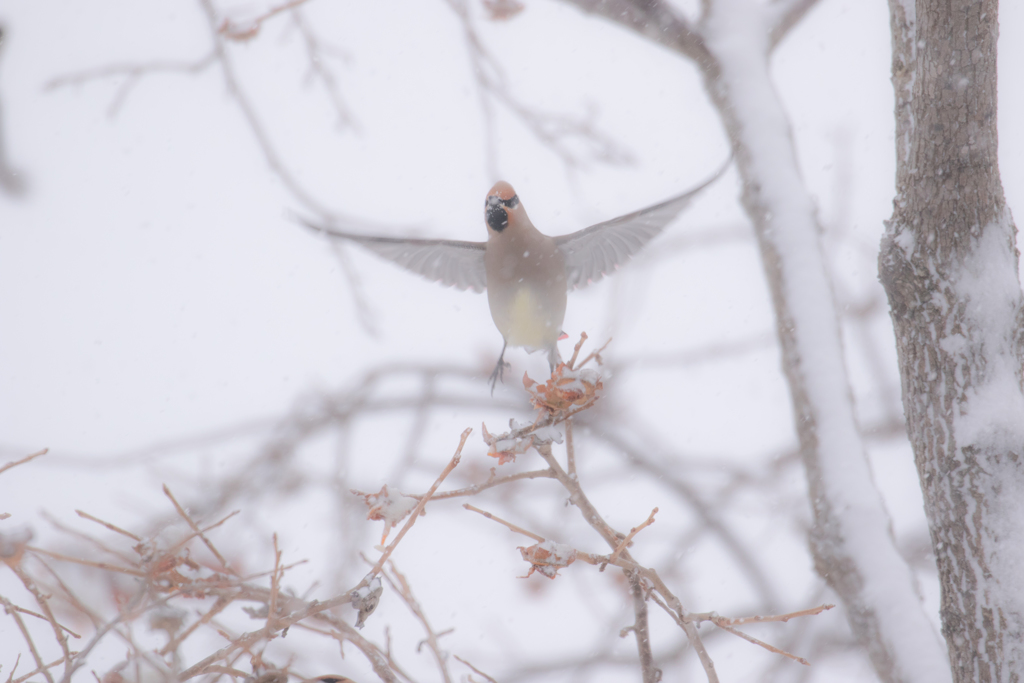 雪に向かってダイブ！