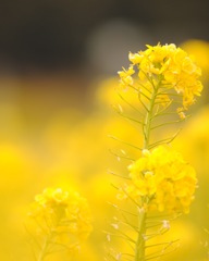 菜の花畑