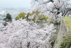 津山城 × 桜 ①