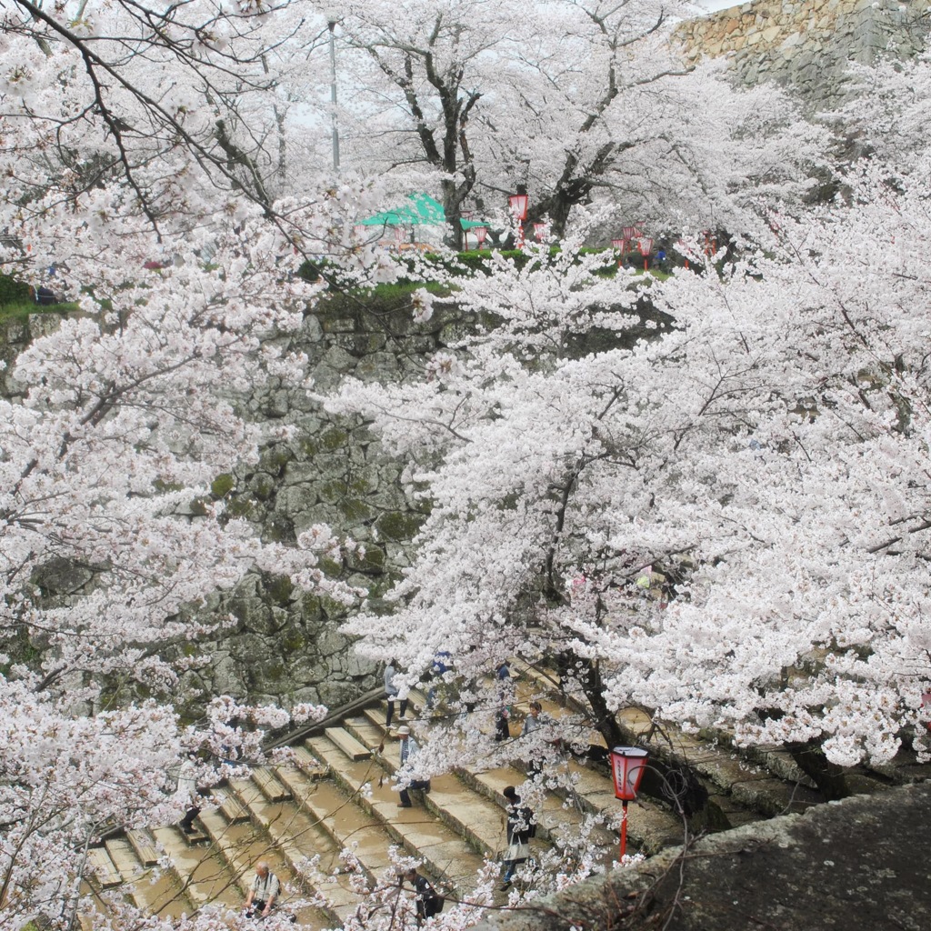 津山城 × 桜 ②