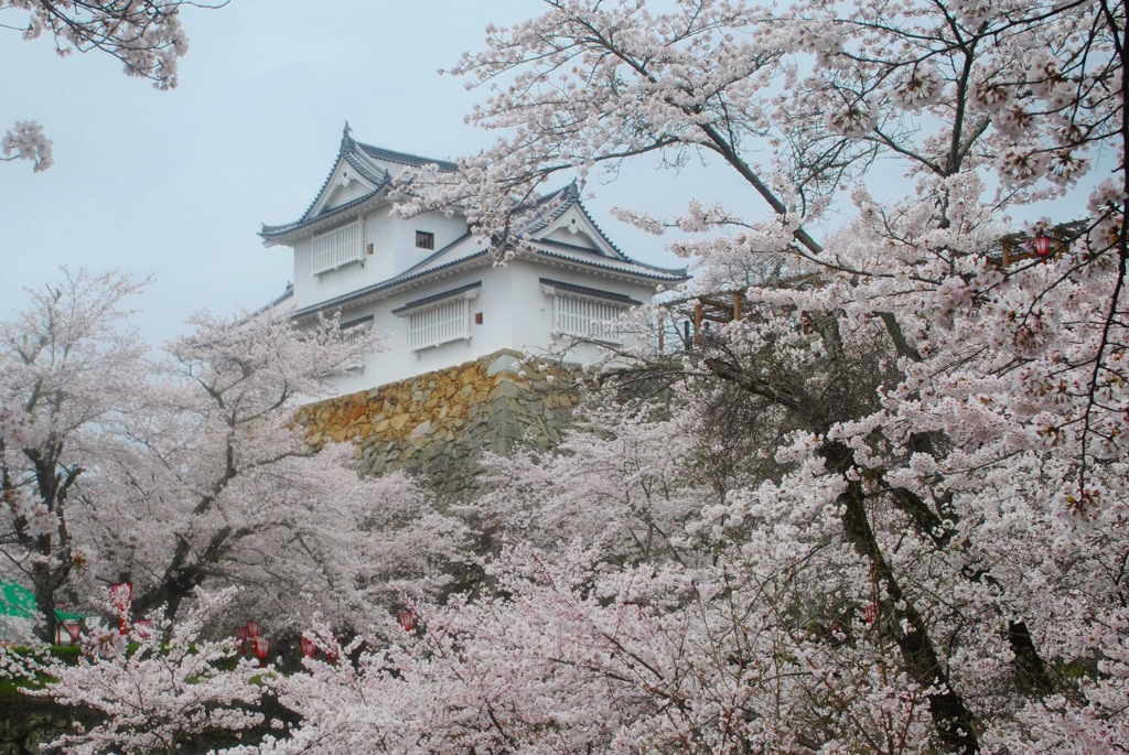 津山城× 桜 ③