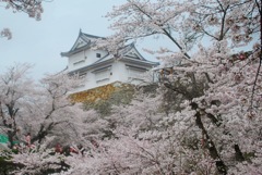 津山城× 桜 ③