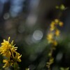 NIKON AI NIKKOR 50mm F1.4