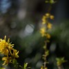 PENTAX -M 50mm F1.4