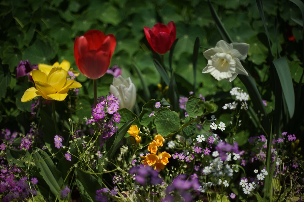 CANON FL50mm F1.4