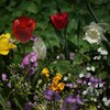CANON FL50mm F1.4