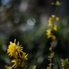 NIKON NIKKOR-S Auto 50mm F1.4