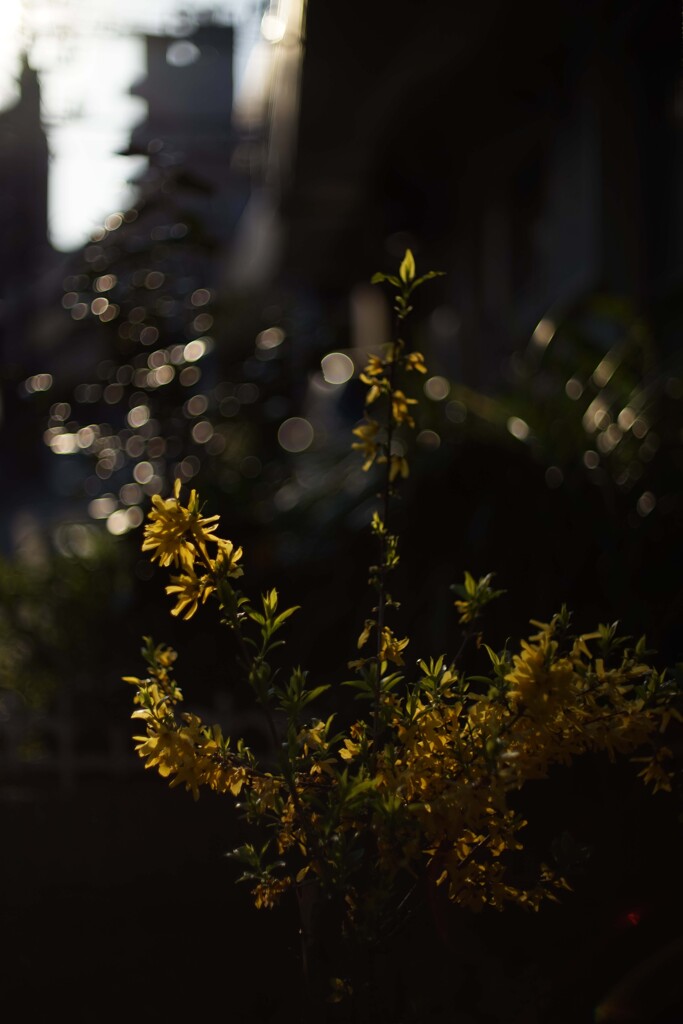 YASHICA ML 50mm F1.4