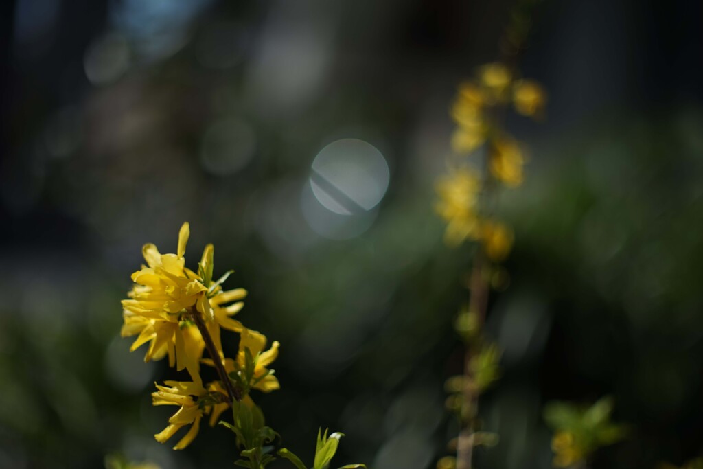 TOPCON RE.Auto-Topcor 58mm F1.4