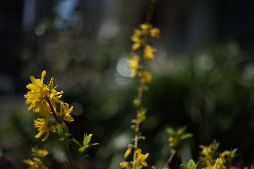 CANON FL50mm F1.4