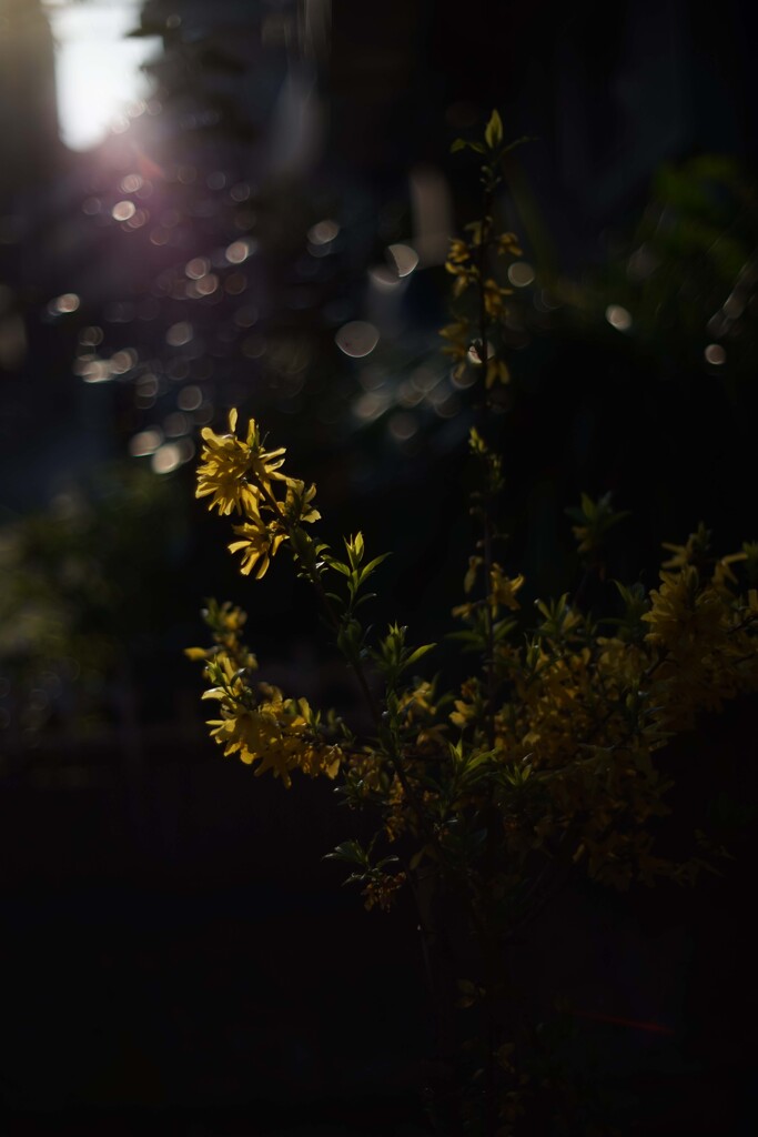 OLYMPUS Zuiko Auto-S 50mm F1.4