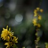 KONICA AR HEXANON 57mm F1.4 